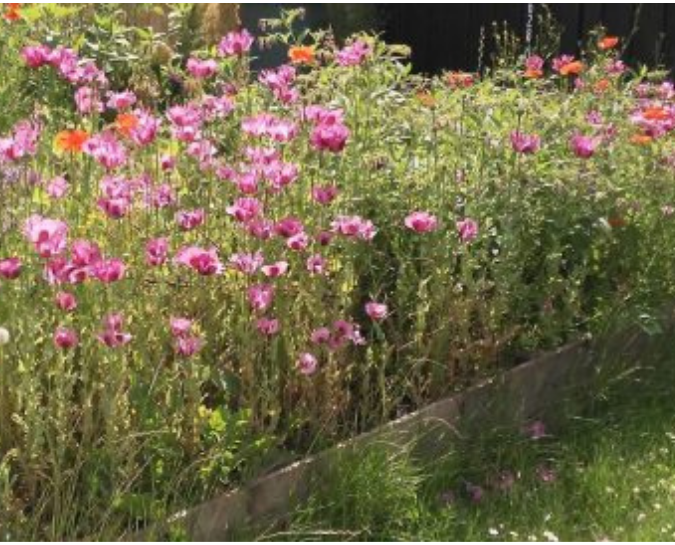 Pink flowers in a garden