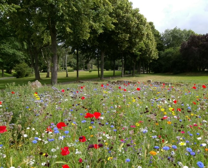 Meadow with brightly coloured flowers in the foreground and trees in the background