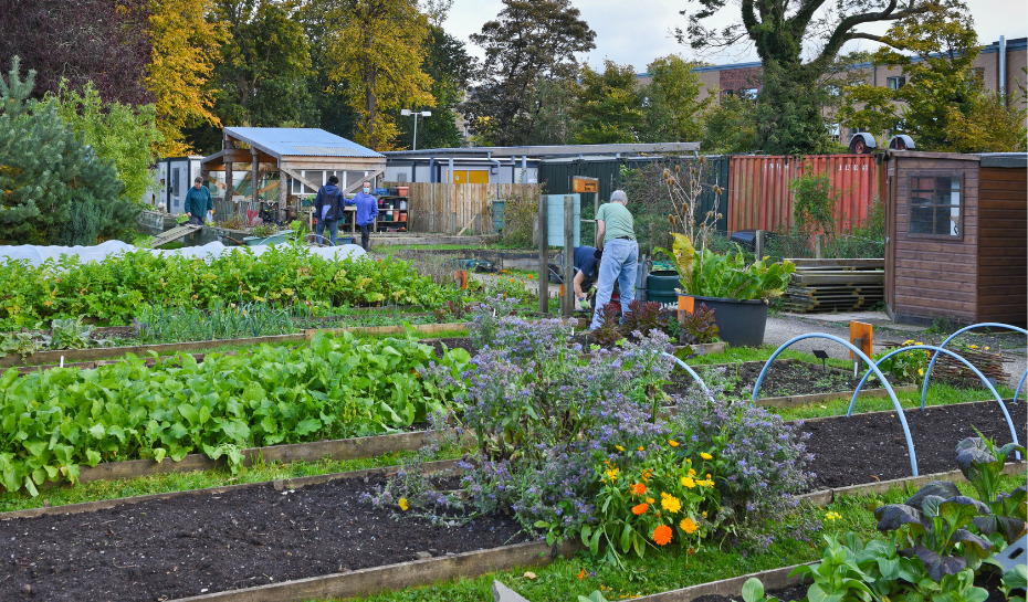 Community Garden at Royal Edinburgh Hospital