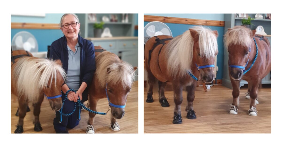 Two therapy ponies with a member of NHS Lothian staff