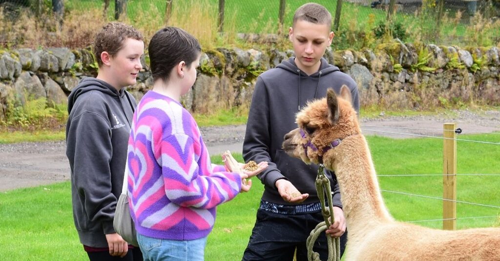 Three children feeding a llama as part of a trip for young people with a cancer diagnosis