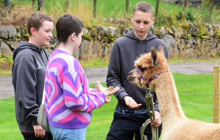 Three children feeding a llama as part of a trip for young people with a cancer diagnosis