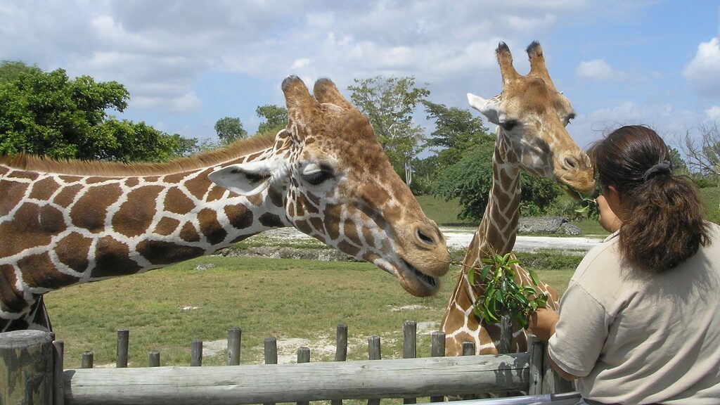 A woman feeding leaves to two giraffes at the zoo