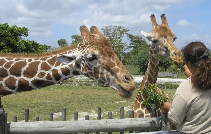 A woman feeding leaves to two giraffes at the zoo