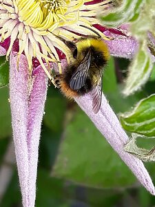 bee on a flower