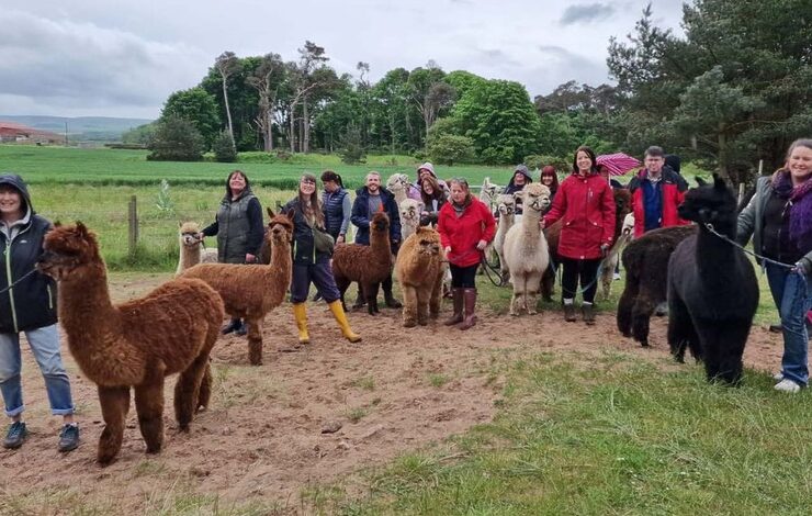 The Midlothian Hospital at Home team with llamas on their team building day