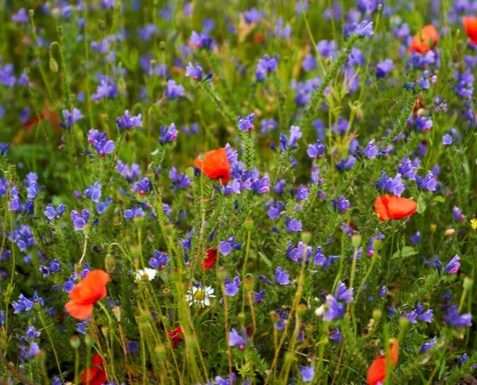 Red and purple flowers in a field.