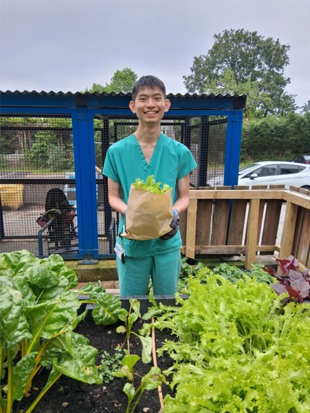 WGH Growing Space harvest salad leaves Sep26